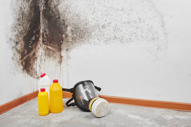 Best Emergency Mold Removal  in Tariffville, CT