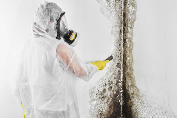 Best Crawl Space Mold Removal  in Tariffville, CT