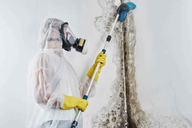 Best Mold Testing  in Tariffville, CT