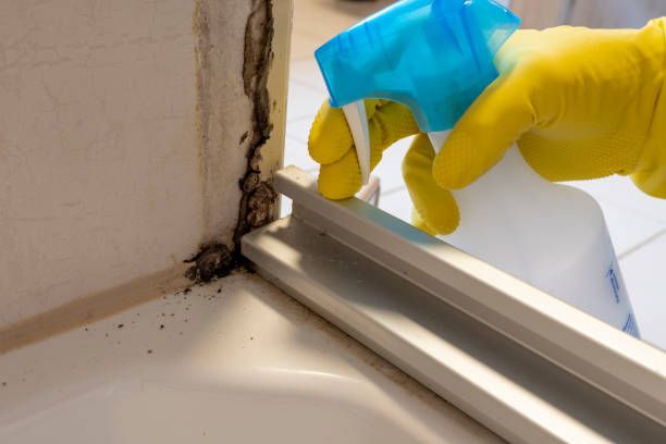 Best Professional Mold Removal  in Tariffville, CT