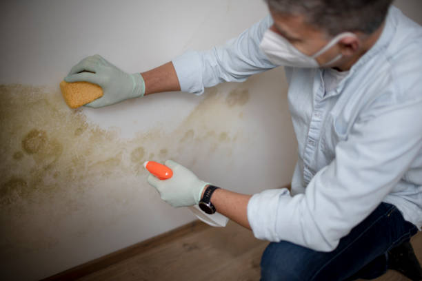 Best Black Mold Removal  in Tariffville, CT