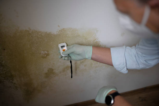 Certified Mold Removal in Tariffville, CT