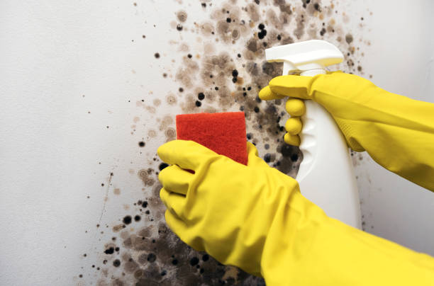 Best Fast Mold Removal  in Tariffville, CT