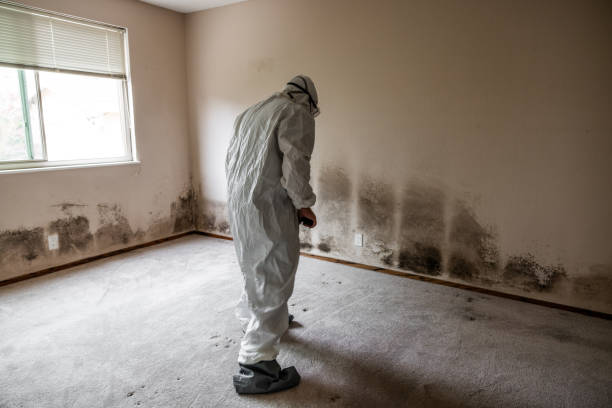 Best Toxic Mold Removal  in Tariffville, CT