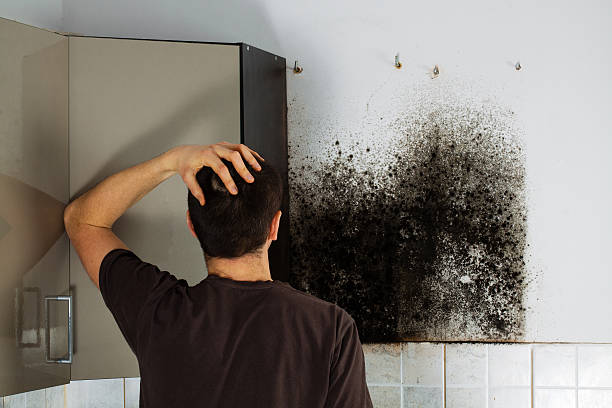 Best Mold Remediation Experts  in Tariffville, CT