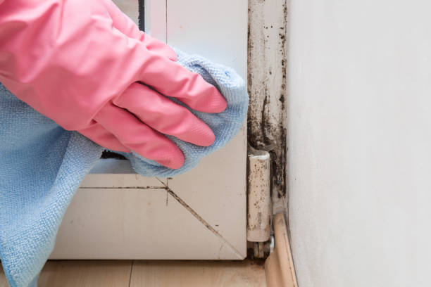 Best Attic Mold Removal  in Tariffville, CT